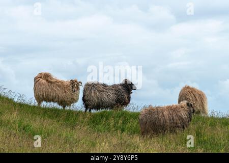 Moutons à cornes blanches (probablement) sur l'île de haute mer de Heligoland, mer du Nord, Schleswig-Holstein, district de Pinneberg, Allemagne du Nord, Europe centrale Banque D'Images