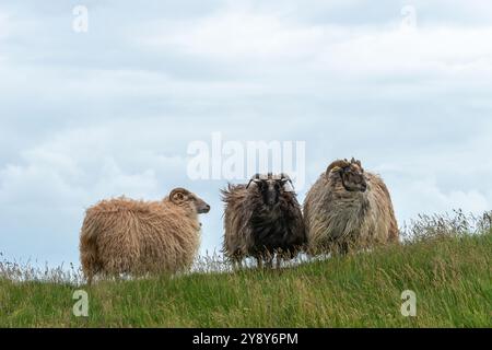 Moutons à cornes blanches (probablement) sur l'île de haute mer de Heligoland, mer du Nord, Schleswig-Holstein, district de Pinneberg, Allemagne du Nord, Europe centrale Banque D'Images