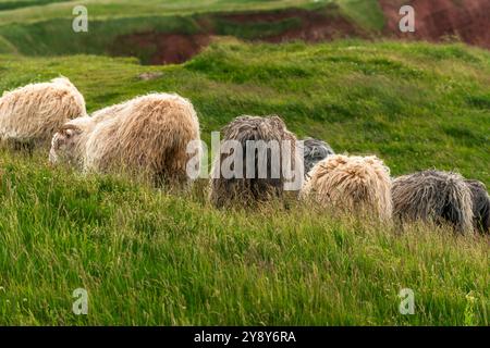 Moutons à cornes blanches (probablement) sur l'île de haute mer de Heligoland, mer du Nord, Schleswig-Holstein, district de Pinneberg, Allemagne du Nord, Europe centrale Banque D'Images