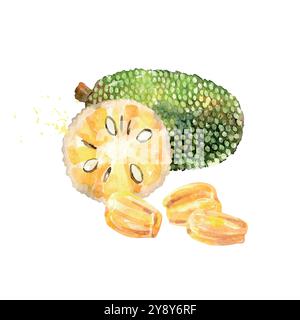 Fruit jackfruit à l'aquarelle dessiné à la main. Illustration vectorielle. Illustration de Vecteur