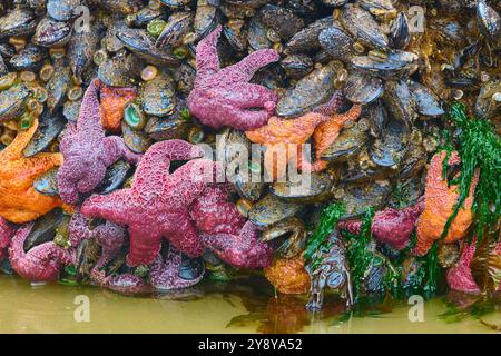 Marée basse à Haystack Rock à Cannon Beach. Roches recouvertes de moules, d'étoiles de mer ocres, de balanes et d'anémones vertes. Banque D'Images