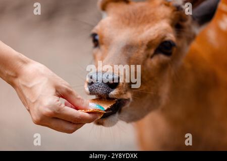 Main de femme nourrissant des cerfs dans le parc Banque D'Images