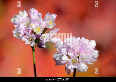 Détail des fleurs roses de l'ail rose (Allium roseum). Banque D'Images