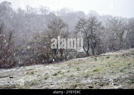 Flocons de neige tombant dans une forêt de feuillus Banque D'Images