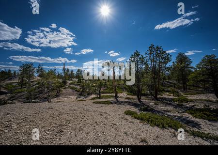 Une photo ultra-large des forêts du parc national de Bryce Canyon. Banque D'Images