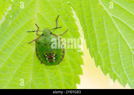 Italie, Lombardie, Parco del Serio, Southern Green Shield Bug, Nezara Viridula Banque D'Images