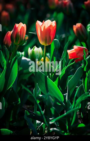 Champs de tulipes sauvages rouges et jaunes dans les jardins de Villa Taranto au lac majeur, Italie Banque D'Images