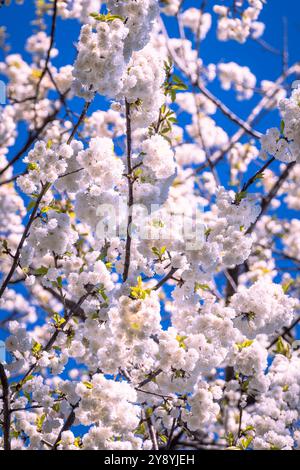Cerisiers en fleurs au printemps. Banque D'Images