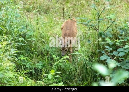 Rehkitz zum Teich Rehkitz Ende Juli am Teich Reh BEI Waldäsung *** Fawn à l'étang Fawn fin juillet à l'étang cerfs pâturant dans la forêt Banque D'Images