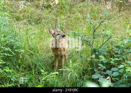 Rehkitz zum Teich Rehkitz Ende Juli am Teich Reh BEI Waldäsung *** Fawn à l'étang Fawn fin juillet à l'étang cerfs pâturant dans la forêt Banque D'Images