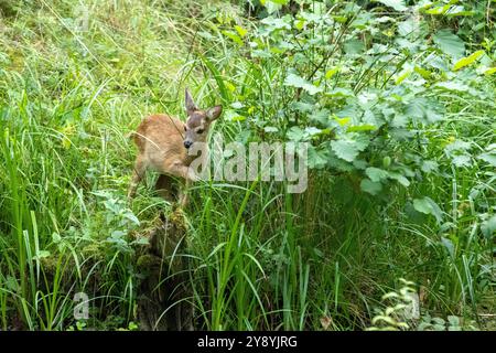 Rehkitz zum Teich Rehkitz Ende Juli am Teich Reh BEI Waldäsung *** Fawn à l'étang Fawn fin juillet à l'étang cerfs pâturant dans la forêt Banque D'Images