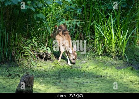 Rehkitz im Wald zum Teich Rehkitz Ende Juli am Teich Reh auf dem Weg zum Teich *** Fawn dans la forêt à l'étang Fawn à la fin de juillet à l'étang Banque D'Images