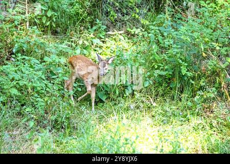 Rehkitz im Wald zum Teich Rehkitz Ende Juli am Teich Reh auf dem Weg zum Teich *** Fawn dans la forêt à l'étang Fawn à la fin de juillet à l'étang Banque D'Images