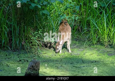 Rehkitz im Wald zum Teich Rehkitz Ende Juli am Teich Reh auf dem Weg zum Teich *** Fawn dans la forêt à l'étang Fawn à la fin de juillet à l'étang Banque D'Images