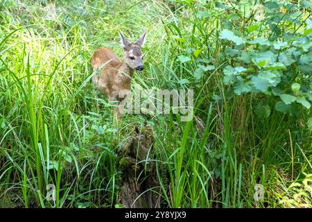 Rehkitz im Wald zum Teich Rehkitz Ende Juli am Teich Reh auf dem Weg zum Teich *** Fawn dans la forêt à l'étang Fawn à la fin de juillet à l'étang Banque D'Images