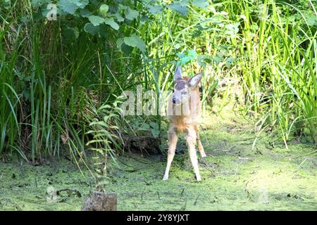 Rehkitz im Wald zum Teich Rehkitz Ende Juli am Teich Reh auf dem Weg zum Teich *** Fawn dans la forêt à l'étang Fawn à la fin de juillet à l'étang Banque D'Images