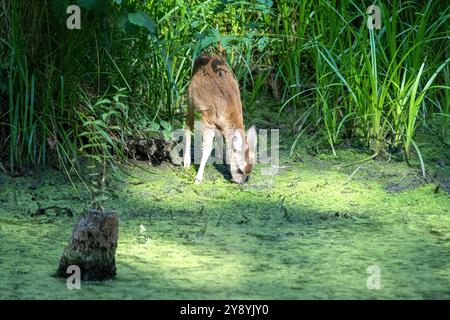 Rehkitz im Wald zum Teich Rehkitz Ende Juli am Teich Reh auf dem Weg zum Teich *** Fawn dans la forêt à l'étang Fawn à la fin de juillet à l'étang Banque D'Images