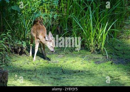 Rehkitz im Wald zum Teich Rehkitz Ende Juli am Teich Reh auf dem Weg zum Teich *** Fawn dans la forêt à l'étang Fawn à la fin de juillet à l'étang Banque D'Images