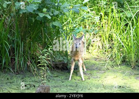 Rehkitz im Wald zum Teich Rehkitz Ende Juli am Teich Reh auf dem Weg zum Teich *** Fawn dans la forêt à l'étang Fawn à la fin de juillet à l'étang Banque D'Images