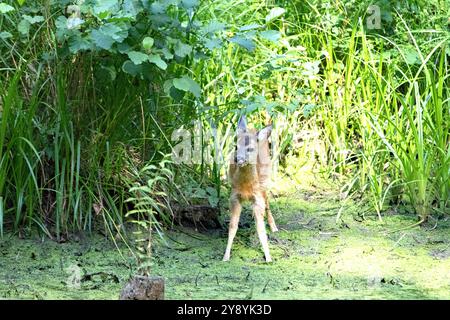 Rehkitz im Wald zum Teich Rehkitz Ende Juli am Teich Reh auf dem Weg zum Teich *** Fawn dans la forêt à l'étang Fawn à la fin de juillet à l'étang Banque D'Images