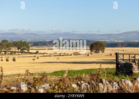 Les balles de foin se sont dispersées dans le champ après la récolte près de Newtyle, Angus, Écosse Banque D'Images