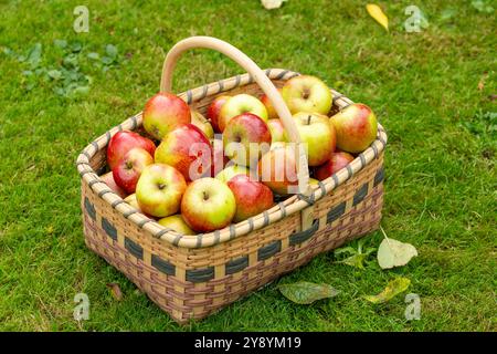 Pommes fraîchement récoltées dans un panier de saule Banque D'Images