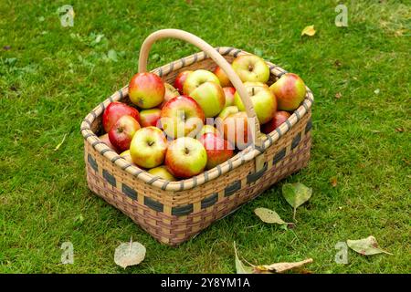 Pommes fraîchement récoltées dans un panier de saule Banque D'Images