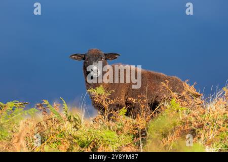 Highlander Black Sheep et couleurs d'automne à Eskdale, Lake District, Angleterre Banque D'Images