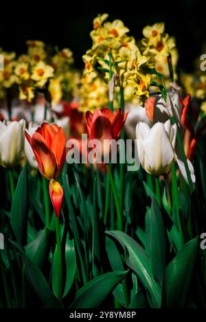 Champs de tulipes sauvages rouges et jaunes dans les jardins de Villa Taranto au lac majeur, Italie Banque D'Images