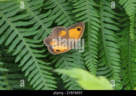 Gardien ou femelle papillon brun Hedge - Pyronia tithonus Banque D'Images