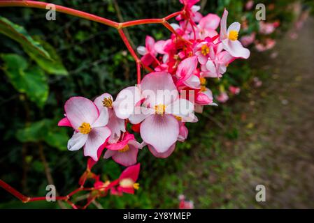 Gros plan de Begonia evansiana rose avec végétation verte en arrière-plan pris dans le jardin botanique de Madère Portugal Banque D'Images