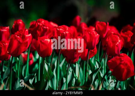 Champs de tulipes rouges dans les jardins de Villa Taranto au lac majeur, Italie Banque D'Images
