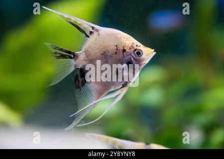 Gros plan d'un poisson d'aquarium poisson angeleux nageant dans un aquarium avec des plantes vertes Banque D'Images