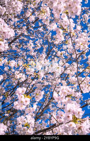 Cerisiers en fleurs au printemps. Banque D'Images