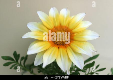 Gazania avec des pétales blancs, jaunes et orange, Gazania coloré avec des étamines jaunes et des feuilles vertes, tête de fleur macro, fleur en fleurs, beauté Banque D'Images