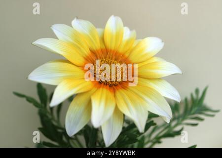 Gazania avec des pétales blancs, jaunes et orange, Gazania coloré avec des étamines jaunes et des feuilles vertes, tête de fleur macro, fleur en fleurs, beauté Banque D'Images