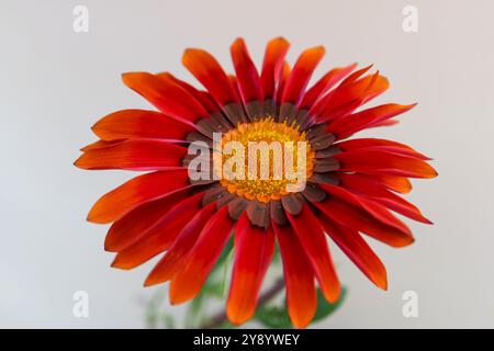 Gazania coloré , Gazania avec des pétales rouges, oranges et bruns, étamines jaunes et feuilles vertes, macro tête de fleur, fleur en fleurs, beauté dans la nature, Banque D'Images