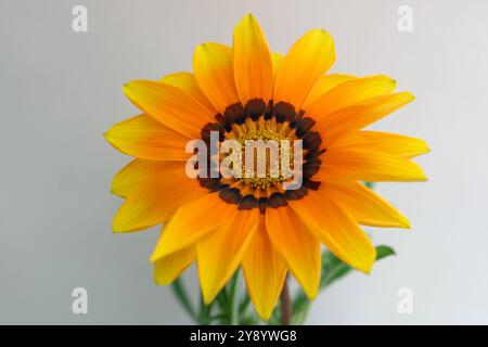 Gazania avec des pétales jaunes, oranges et bruns, Gazania coloré avec des étamines jaunes et des feuilles vertes, tête de fleur macro, fleur en fleurs, beauté Banque D'Images