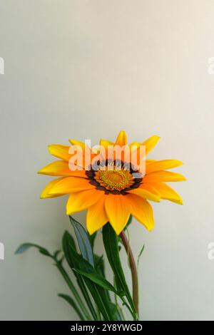 Gazania avec des pétales jaunes, oranges et bruns, Gazania coloré avec des étamines jaunes et des feuilles vertes, tête de fleur macro, fleur en fleurs, beauté Banque D'Images