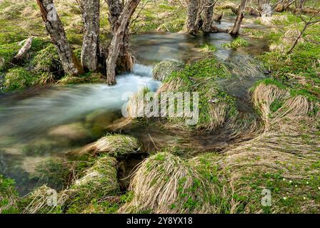 De l'eau douce coule le long d'herbes verdoyantes et de troncs d'arbres, créant une atmosphère paisible dans une zone boisée au printemps. Banque D'Images