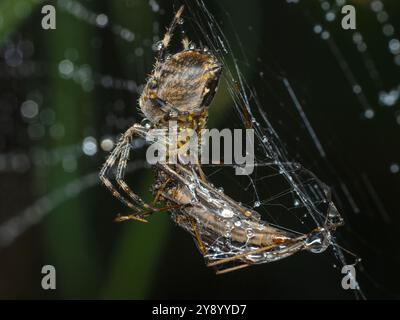 Vue latérale d'une araignée tisserand à orbe croisée femelle introduite (Araneus diadematus) qui a piégé et se nourrit d'une mouche de grue européenne envahissante à de Banque D'Images