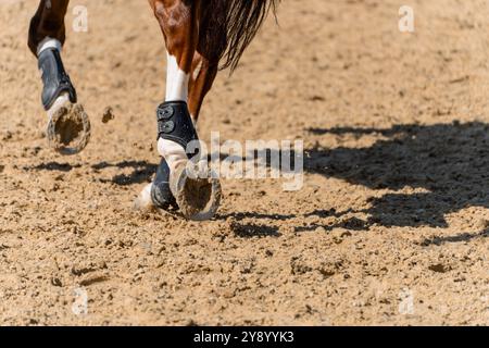 Jambes d'un cheval de compétition de saut d'obstacles avec des fers à cheval et des coussinets éclaboussant du sable lors de l'échauffement Banque D'Images