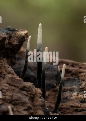 Petits jeunes fructifications du champignon des bois de carbone (Xylaria hypoxylon) poussant sur du bois en décomposition Banque D'Images