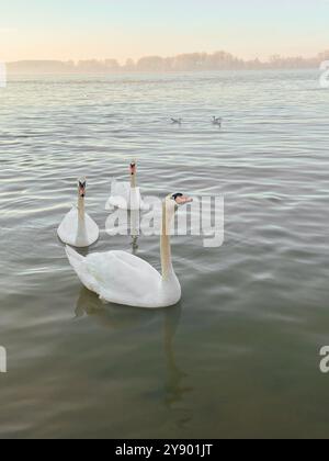 Les cygnes élégants glissent gracieusement sur un lac serein tandis que la douce lumière de l'aube baigne le paysage d'une douce lueur. Beauté naturelle et tranquillité au début Banque D'Images