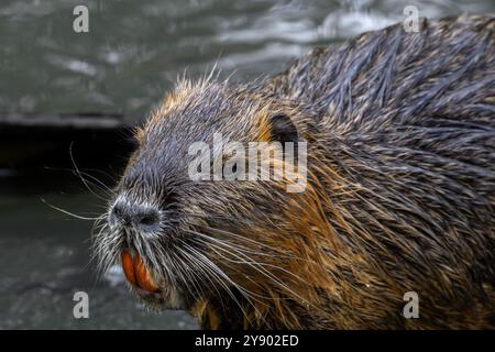 Coypu / Nutria (Myocastor coypus) gros plan montrant de grandes incisives orange-jaune vif, rongeur envahissant en Europe, originaire d'Amérique du Sud Banque D'Images