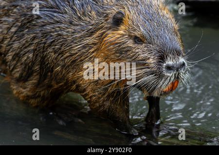 Coypu / Nutria (Myocastor coypus) gros plan montrant de grandes incisives orange-jaune vif, rongeur envahissant en Europe, originaire d'Amérique du Sud Banque D'Images