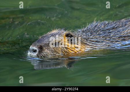 Coypu / nutria (Myocastor coypus) nageant dans un étang, rongeur envahissant en Europe, originaire de l'Amérique du Sud Banque D'Images