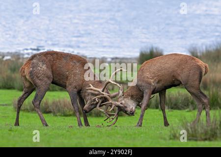 Deux cerfs de cerfs roux (Cervus elaphus) à ornières combattent en bloquant des bois lors d'une bataille féroce d'accouplement dans les prairies pendant l'ornière en automne Banque D'Images