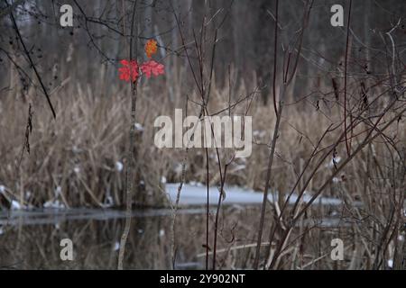 Les feuilles rouges et oranges d'automne refusent d'abandonner en hiver Banque D'Images