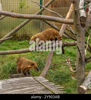 Coati dans le jardin de clôture dans le ZOO sur l'herbe verte et les arbres été jour nuageux Banque D'Images